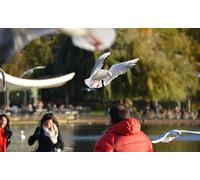 OZLHSP Casse Tete Adulte Difficile Puzzle 1500 Piece Animaux de la Mouette 87x57cm