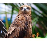 OZLHSP Casse Tete Adulte Difficile Puzzle 1500 Piece Animaux hiboux 87x57cm