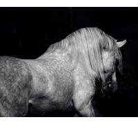 OZLHSP Casse Tete Adulte Difficile Puzzle 500 Piece Animaux à Cheval 52x38cm