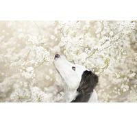 OZLHSP Casse Tete Adulte Difficile Puzzle 500 Piece Animaux Border Collie 52x38cm
