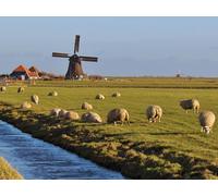 OZLHSP Casse Tete Adulte Difficile Puzzle 500 Piece Étang des Champs du Canal d'eau du Moulin à Vent 52x38cm