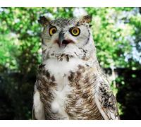 OZLHSP Casse Tete Adulte Puzzle 1500 Pieces Hiboux Animaux 87x57cm