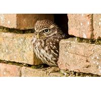 OZLHSP Casse Tete Adulte Puzzle 500 Pieces Animaux hiboux 52x38cm