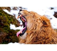 OZLHSP Casse Tete Adulte Puzzle 500 Pieces Animaux Lions Grands félins 52x38cm