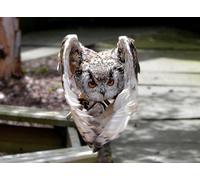 OZLHSP Casse Tete Adulte Puzzle 500 Pieces Hiboux Animaux Volants 52x38cm