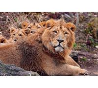 OZLHSP Casse Tete Adulte Puzzle 500 Pieces Lions Grands félins Animaux 52x38cm