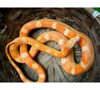 OZLHSP Casse Tete Difficile Puzzle 1000 Piece Serpents Animaux 75x50cm