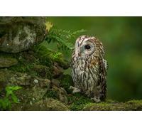 OZLHSP Casse Tete Difficile Puzzle 1500 Piece Animaux hiboux 87x57cm