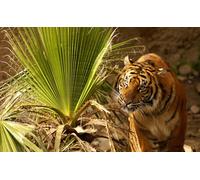 OZLHSP Casse Tete Difficile Puzzle 500 Piece Tigres Grands Animaux 52x38cm
