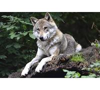 OZLHSP Enfant Fille Puzzle 1500 pièces Animaux Loups 87x57cm
