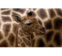 OZLHSP Enfant Fille Puzzle 500 pièces Girafes Animal 52x38cm