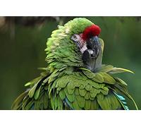 OZLHSP Enfant Fille Puzzle 500 pièces Perroquets Animal 52x38cm