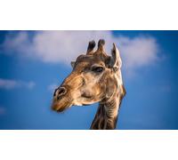 OZLHSP Enfant garçon Puzzle 1000 pièces Girafes Animal 75x50cm