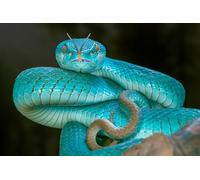 OZLHSP Enfant Garcon Puzzle 1000 pièces Serpents Animaux 75x50cm