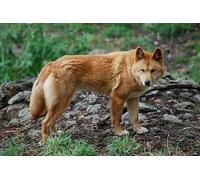 OZLHSP Enfant garçon Puzzle 1500 pièces Animaux Loups 87x57cm