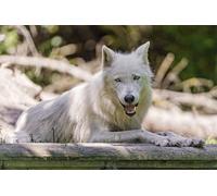 OZLHSP Enfant garçon Puzzle 1500 pièces Loups Animaux 87x57cm