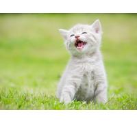 OZLHSP Enfant Garcon Puzzle 500 pièces Chatons Animaux 52x38cm