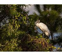OZLHSP Enfant Garcon Puzzle 500 pièces Cigognes Cigogne des Bois Animaux 52x38cm