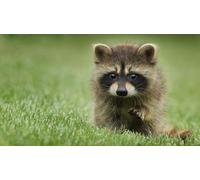 OZLHSP Enfant Garcon Puzzle 500 pièces Ratons laveurs Animal 52x38cm