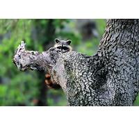 OZLHSP Enfant garçon Puzzle 500 pièces Ratons laveurs Animal 52x38cm