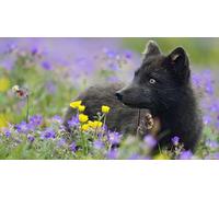 OZLHSP Enfant garçon Puzzle 500 pièces Renard Renard Arctique Animaux 52x38cm