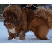 OZLHSP Enfant Puzzle Jigsaw 500 pièces Animaux du Dogue du Tibet 52x38cm