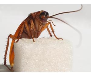 OZLHSP Enfant Puzzle Jigsaw 500 pièces Cafards Insectes Que J'aime Doux Animal 52x38cm