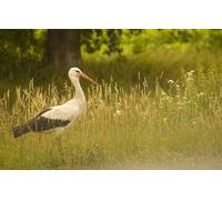 OZLHSP Enfant Puzzle Jigsaw 500 pièces Cigognes Animal 52x38cm