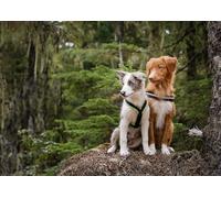 OZLHSP Fille Puzzle 500 pièces Chiot Border Collie Animal 52x38cm