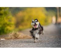 OZLHSP garçon Puzzle 1000 pièces Animaux Schnauzer Nain 75x50cm