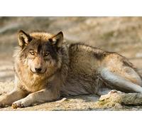 OZLHSP garçon Puzzle 1500 pièces Animaux Loups 87x57cm