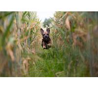 OZLHSP Garcon Puzzle 1500 pièces Chiots Sentiers Champs Animaux 87x57cm