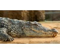 OZLHSP garçon Puzzle 1500 pièces Crocodiles Animaux 87x57cm