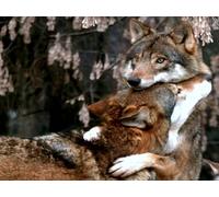 OZLHSP garçon Puzzle 1500 Pieces Loups Animal 87x57cm