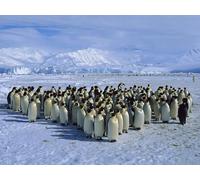 OZLHSP Garcon Puzzle 1500 pièces Pingouins Animal 87x57cm