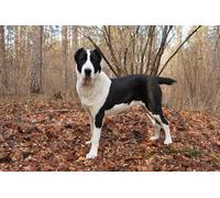 OZLHSP Garcon Puzzle 500 pièces Animaux de Berger d'Asie Centrale 52x38cm