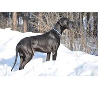 OZLHSP Garcon Puzzle 500 pièces Animaux du Dogue Allemand 52x38cm