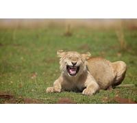 OZLHSP garçon Puzzle 500 Pieces Animaux Lions Grands félins 52x38cm