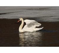 OZLHSP garçon Puzzle 500 pièces Cygnes Animaux 52x38cm