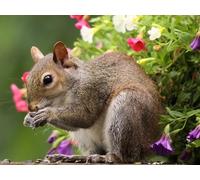 OZLHSP garçon Puzzle 500 pièces Écureuils Rongeurs Mange des graines Animaux 52x38cm