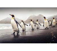 OZLHSP garçon Puzzle 500 Pieces Pingouins, Animal de la côte 52x38cm