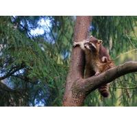 OZLHSP Garcon Puzzle 500 pièces Ratons laveurs Animal 52x38cm