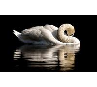 OZLHSP Impossible Puzzle 1500 pièces Cygnes Animal 87x57cm