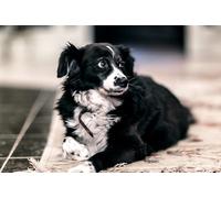 OZLHSP Impossible Puzzle 500 pièces Animaux bâtards 52x38cm