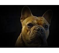 OZLHSP Impossible Puzzle 500 pièces Bouledogue français Animal 52x38cm