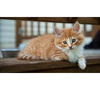 OZLHSP Impossible Puzzle 500 Pieces Chatons Animaux 52x38cm