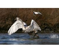 OZLHSP Impossible Puzzle 500 Pieces Cygnes Animaux 52x38cm