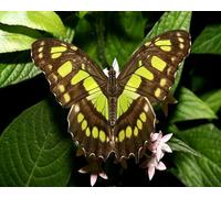 OZLHSP Impossible Puzzle 500 Pieces Papillons Insectes Animaux 52x38cm