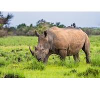 OZLHSP Jeu Enfant Puzzle 500 pièces Animaux à Cornes de rhinocéros 52x38cm