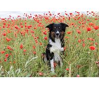 OZLHSP Jeu Enfant Puzzle 500 pièces Animaux Border Collie 52x38cm